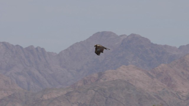 Western Marsh Harrier - ML457975931