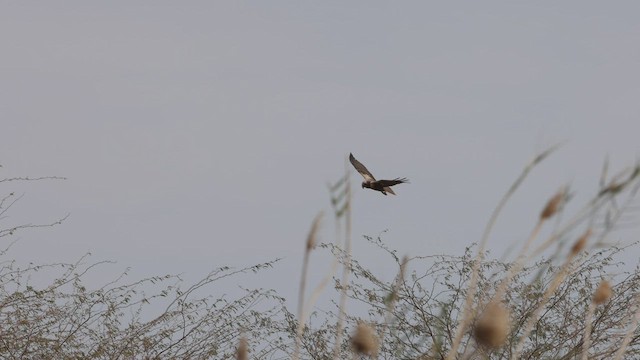 Western Marsh Harrier - ML457975951