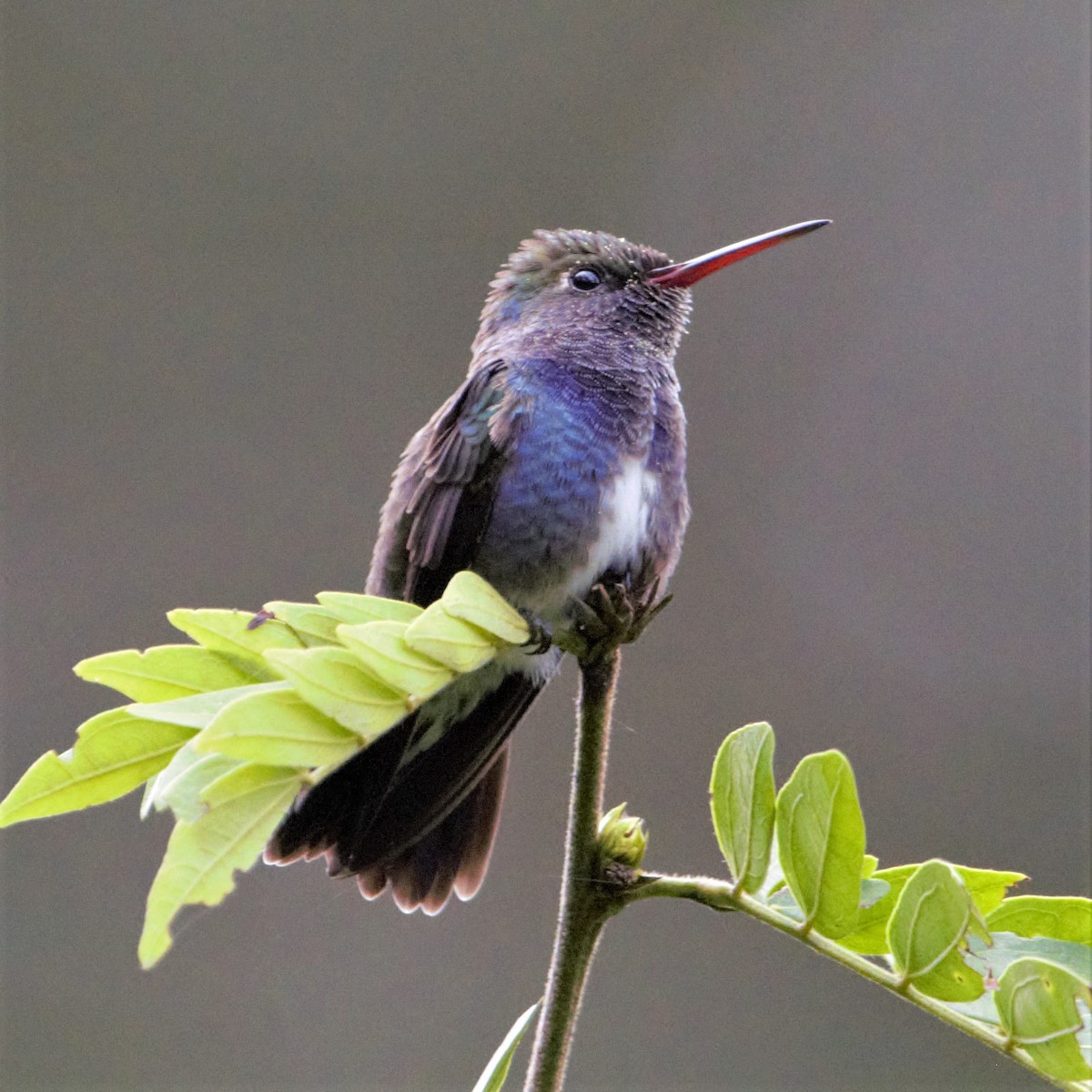 kolibřík safírový - ML457976911