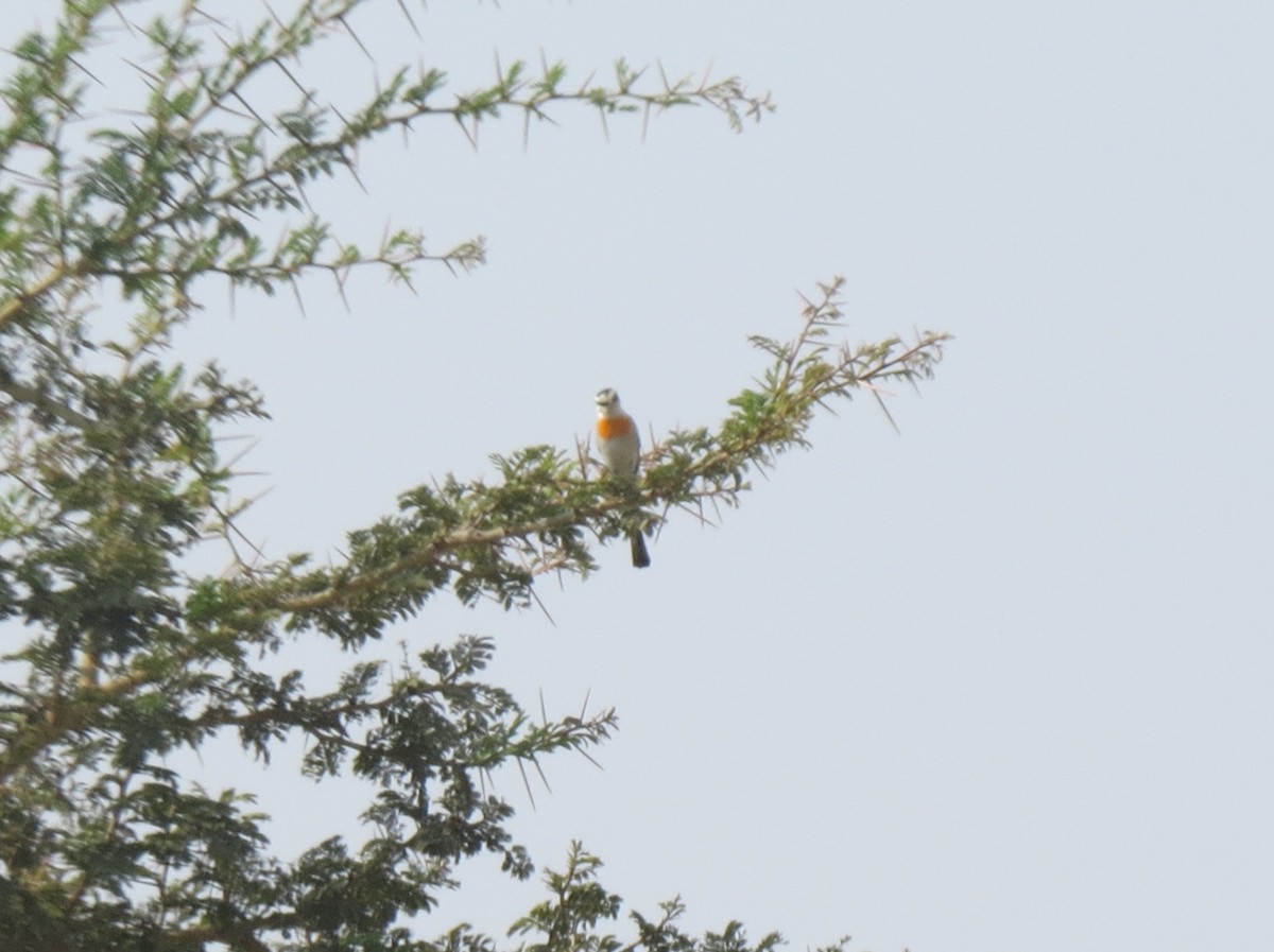 Jerdon's Minivet - ML457977271