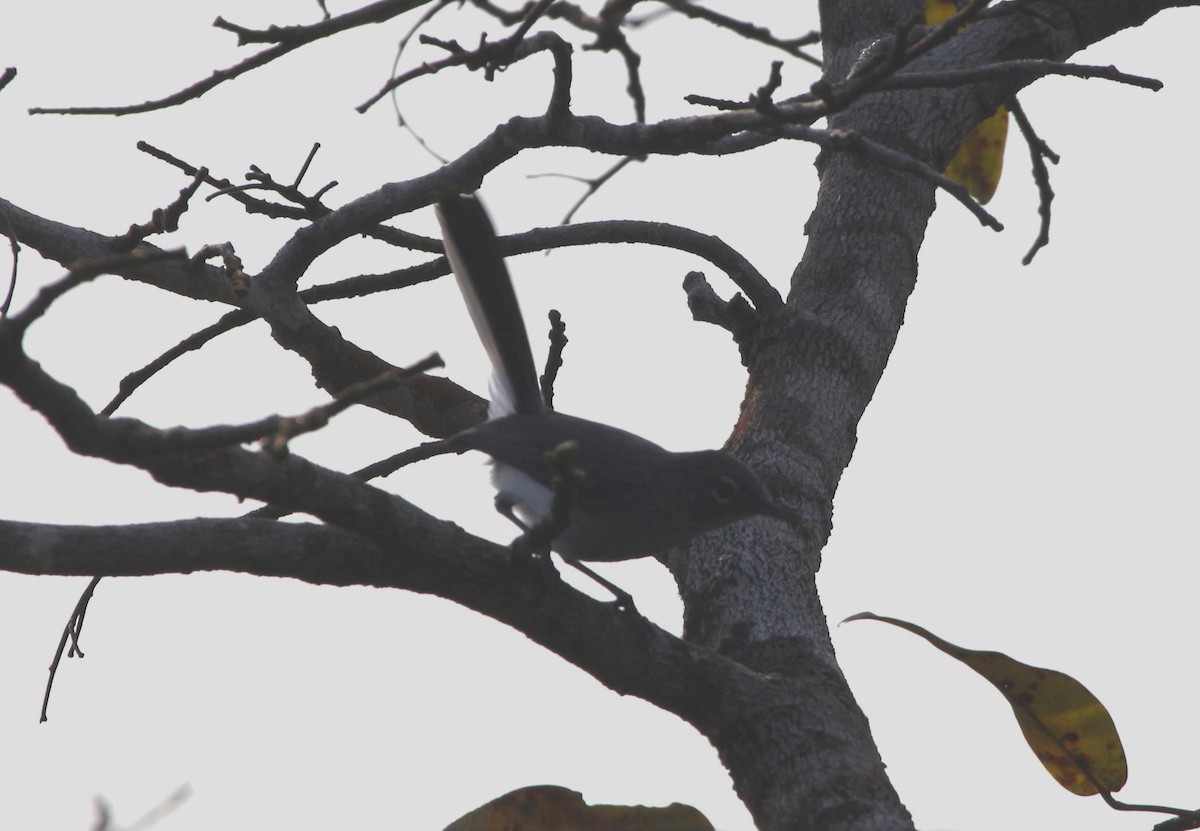 Guianan Gnatcatcher - ML45797801