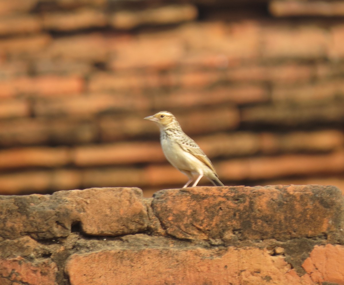 Burmese Bushlark - Bob Hargis