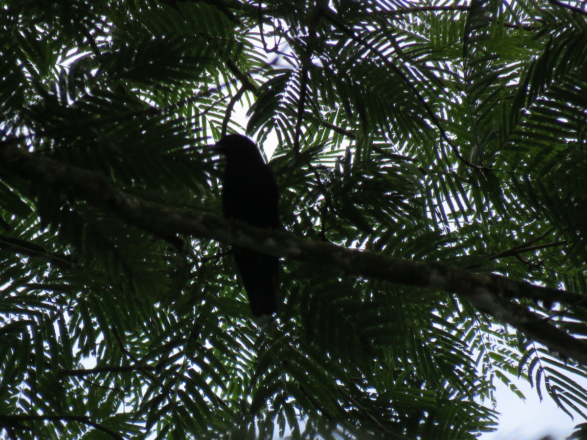 Purple-throated Fruitcrow - ML45798091