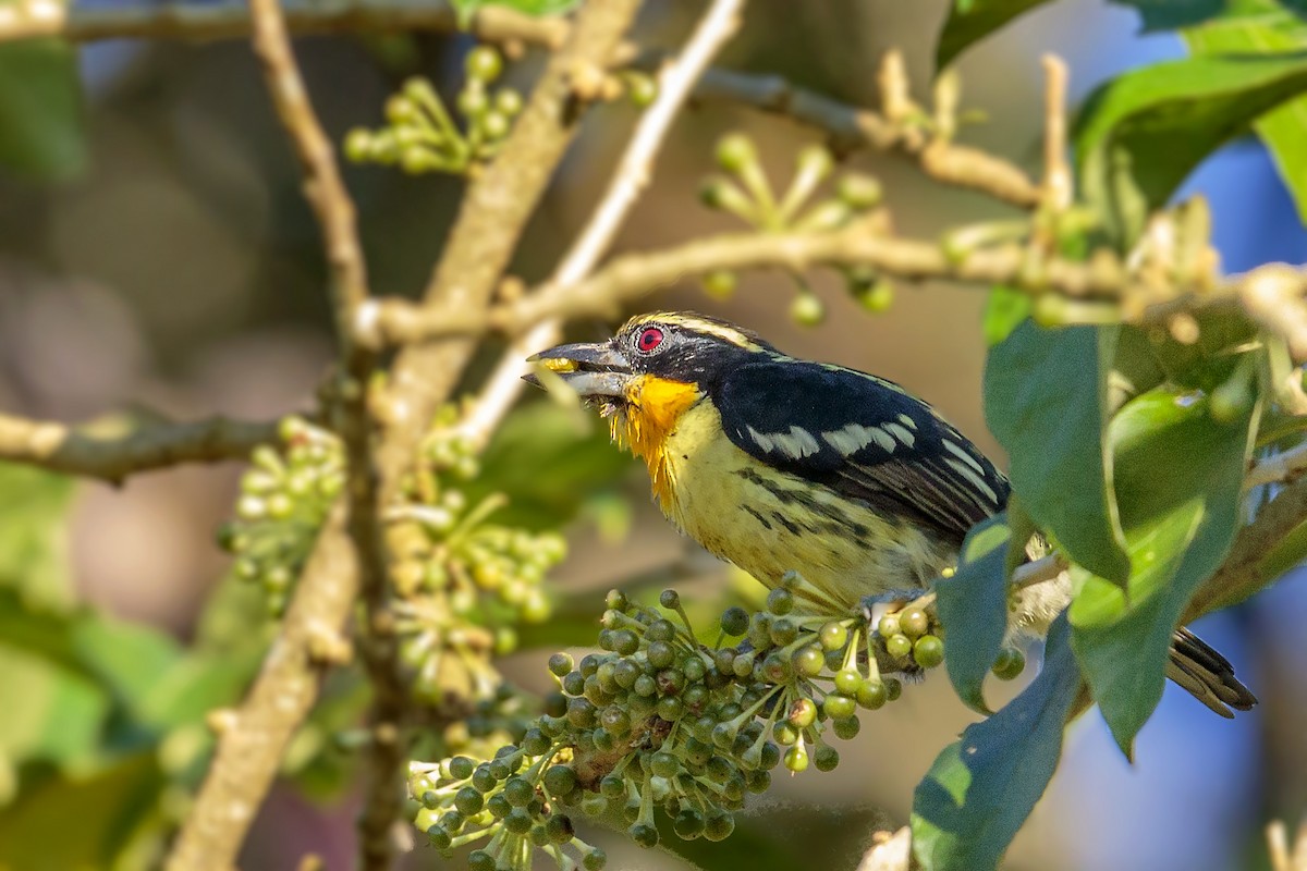 Gilded Barbet - Bradley Hacker 🦜