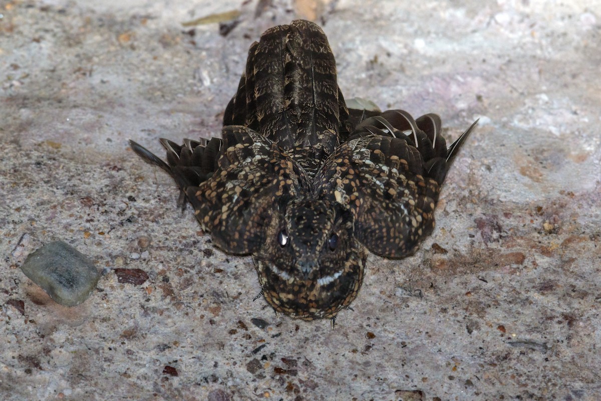 Blackish Nightjar - Bradley Hacker 🦜