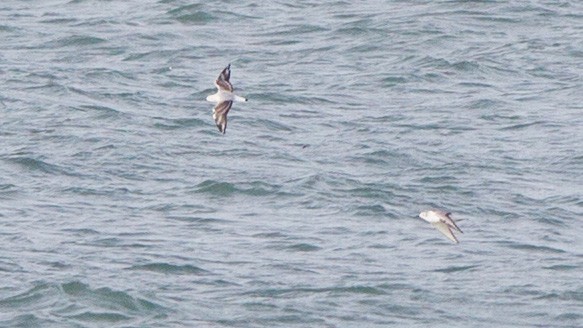 Bonaparte's Gull - Brandon Holden
