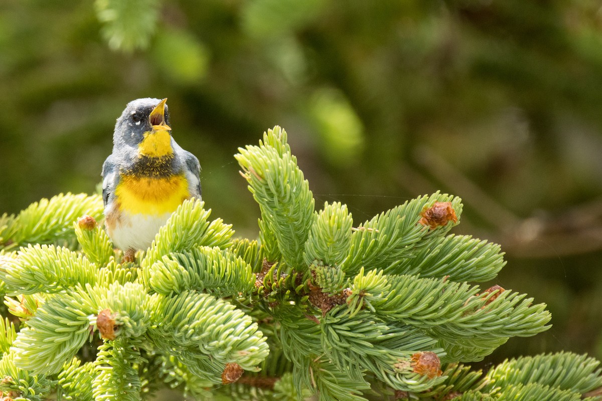 Northern Parula - ML457982011