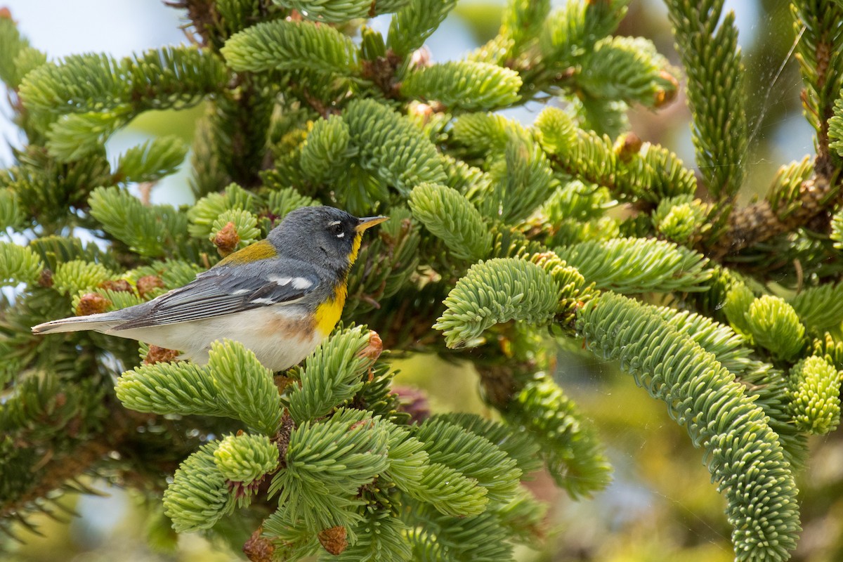 Northern Parula - ML457982031