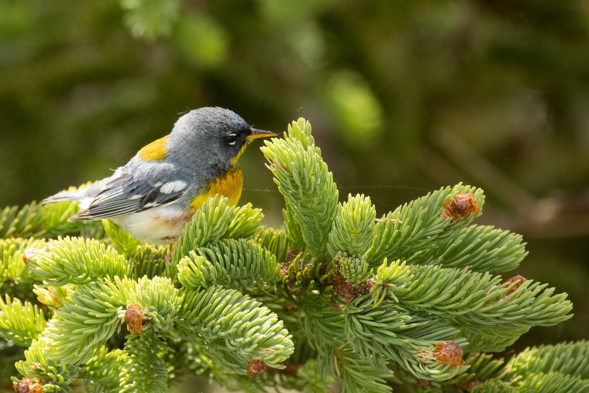 Northern Parula - ML457982041
