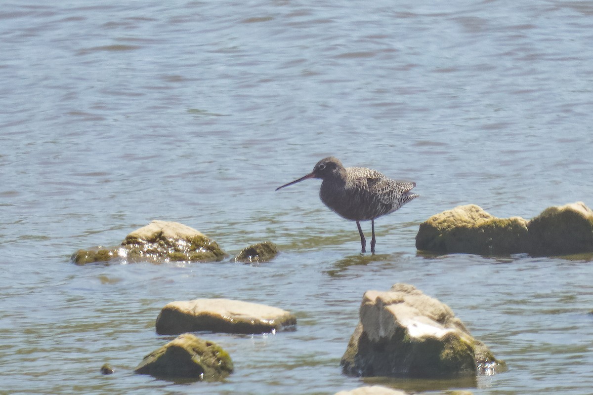 Spotted Redshank - ML457982981