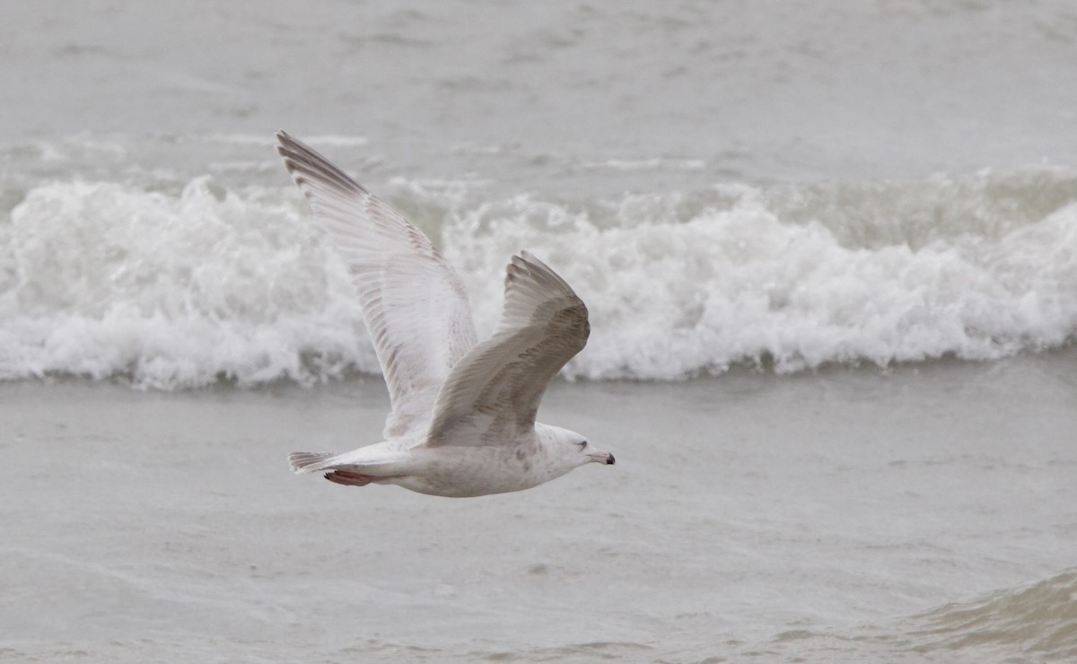American Herring x Glaucous Gull (hybrid) - ML45798341