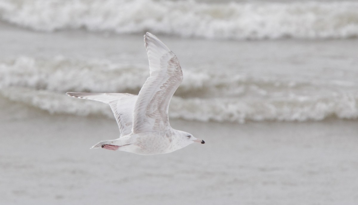 American Herring x Glaucous Gull (hybrid) - ML45798361