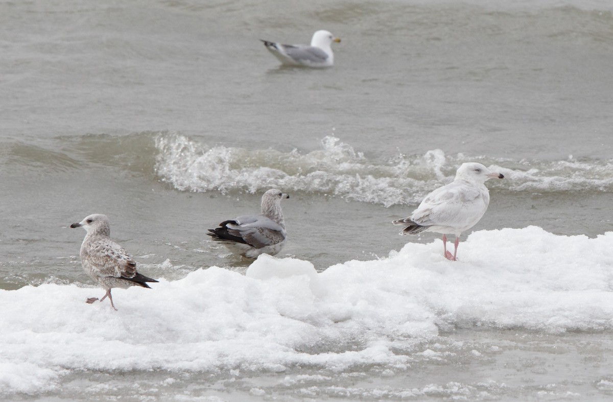American Herring x Glaucous Gull (hybrid) - ML45798371