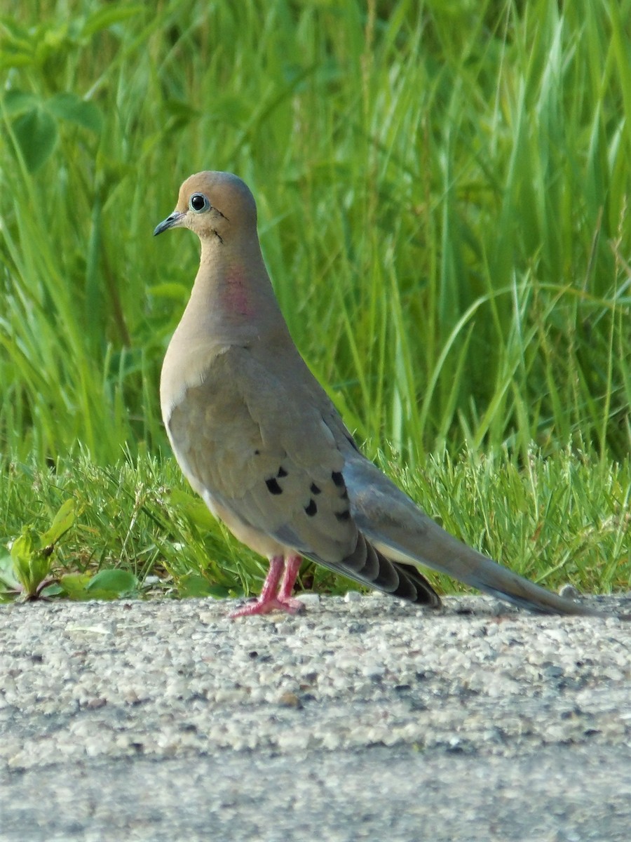 Mourning Dove - ML457983781