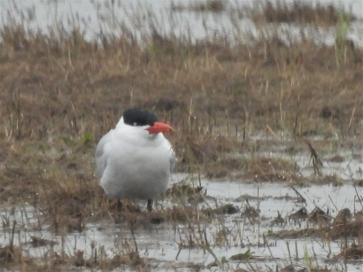 Caspian Tern - ML457984261