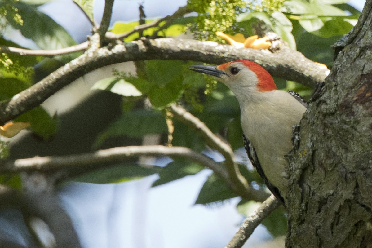 Red-bellied Woodpecker - ML457986271