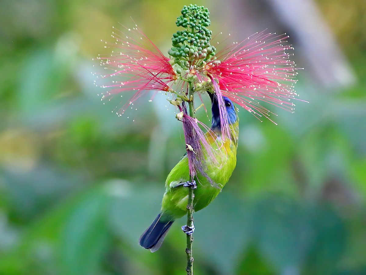Photos - Blue-masked Leafbird - Chloropsis venusta - Birds of the