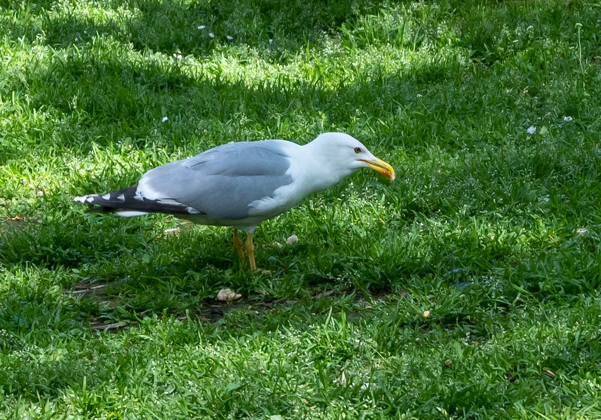 Yellow-legged Gull - ML457987801
