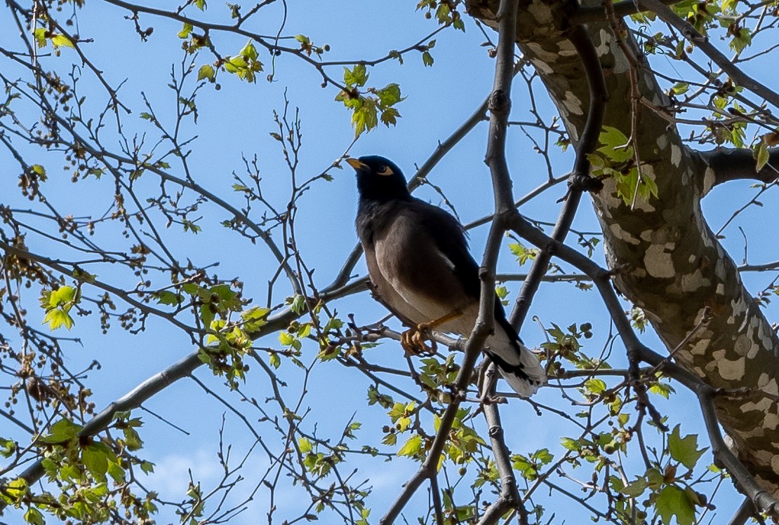 Common Myna - ML457988111