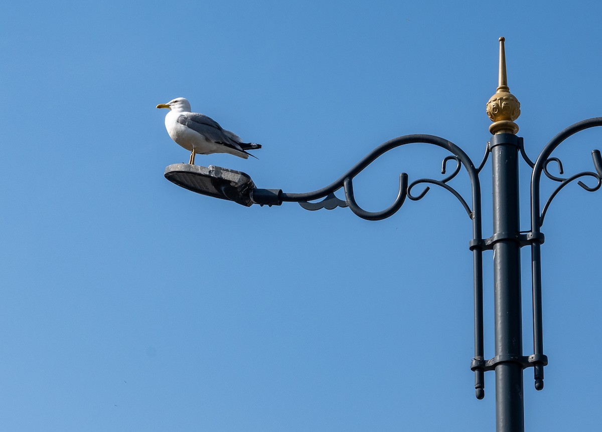 Yellow-legged Gull - ML457988151