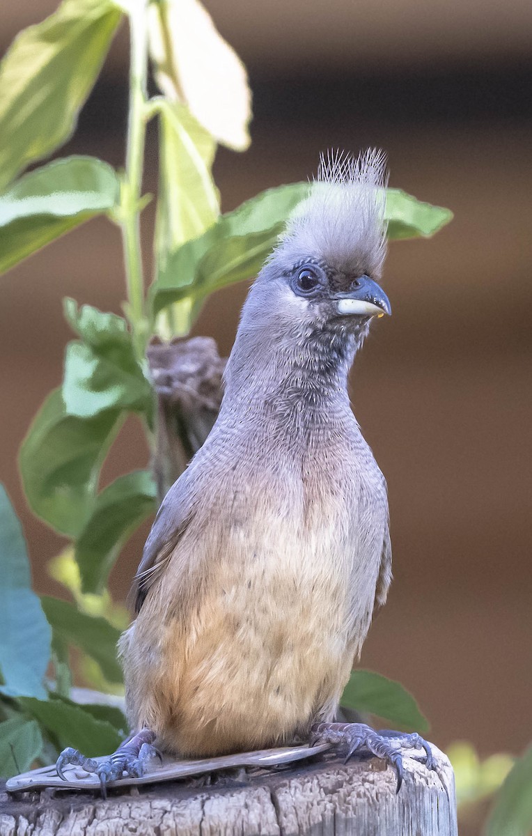 Speckled Mousebird - ML457988821