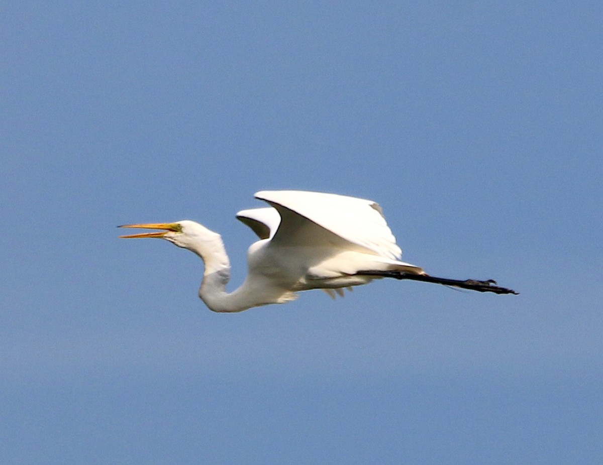 Great Egret - ML457989291