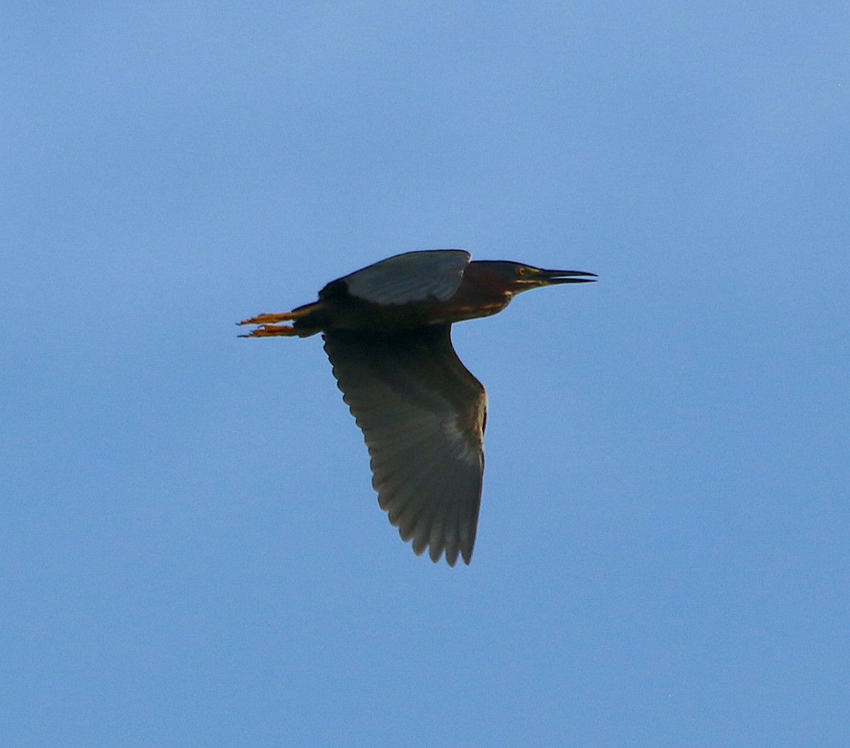 Green Heron - ML457989341