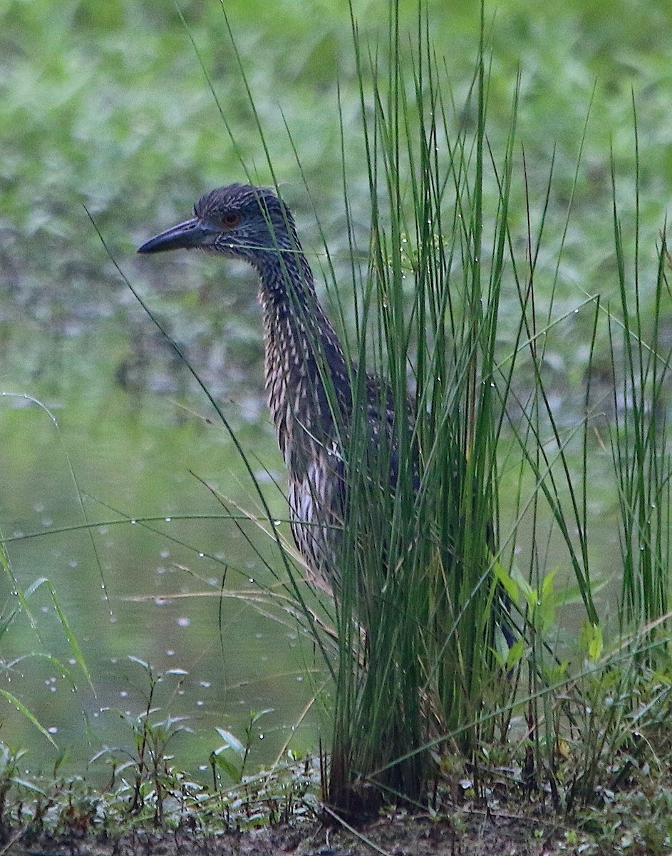 Yellow-crowned Night Heron - ML457989431