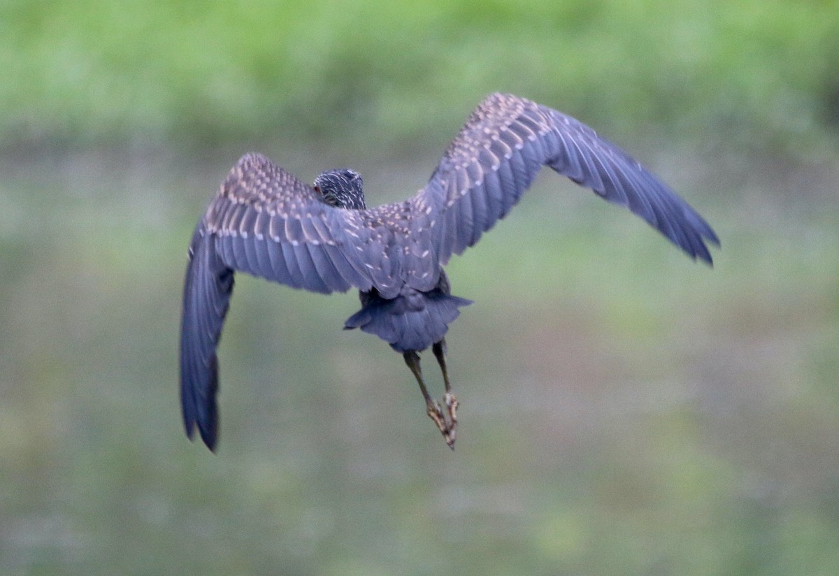 Yellow-crowned Night Heron - ML457989451