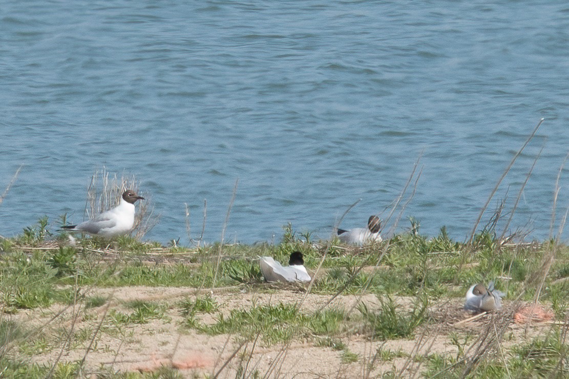 Gaviota Cabecinegra - ML457991511