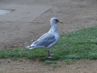 Glaucous-winged Gull - ML457992281