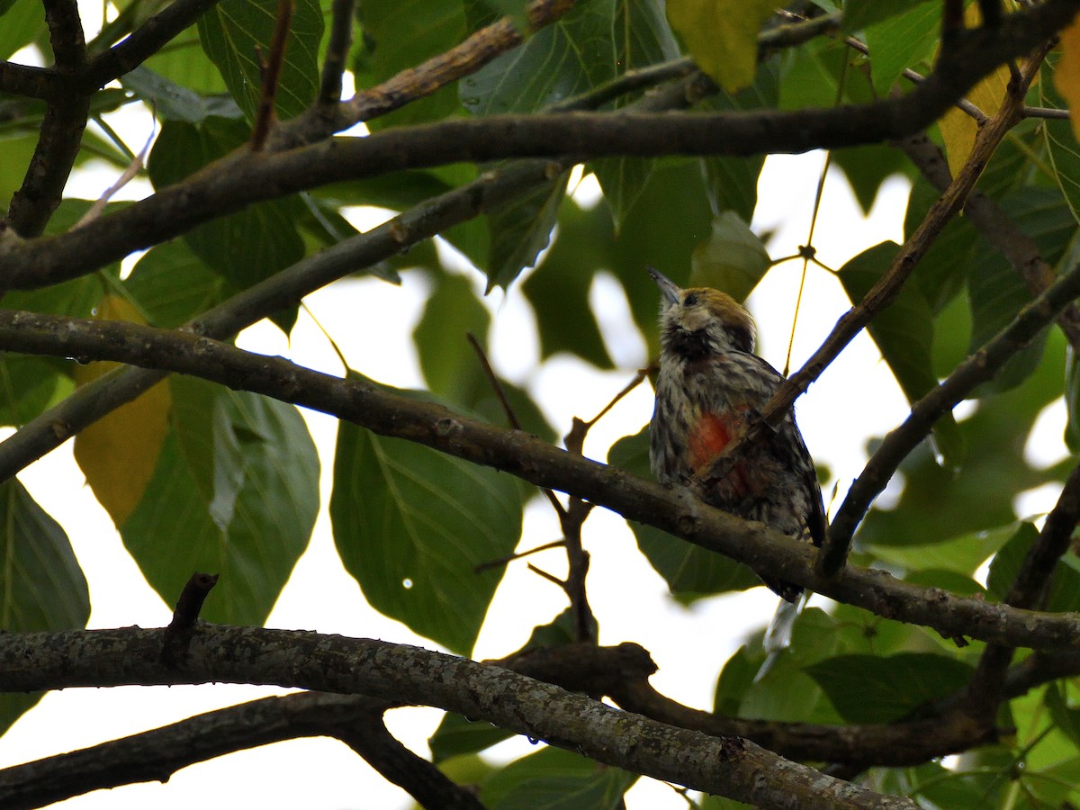 Yellow-crowned Woodpecker - ML457992341
