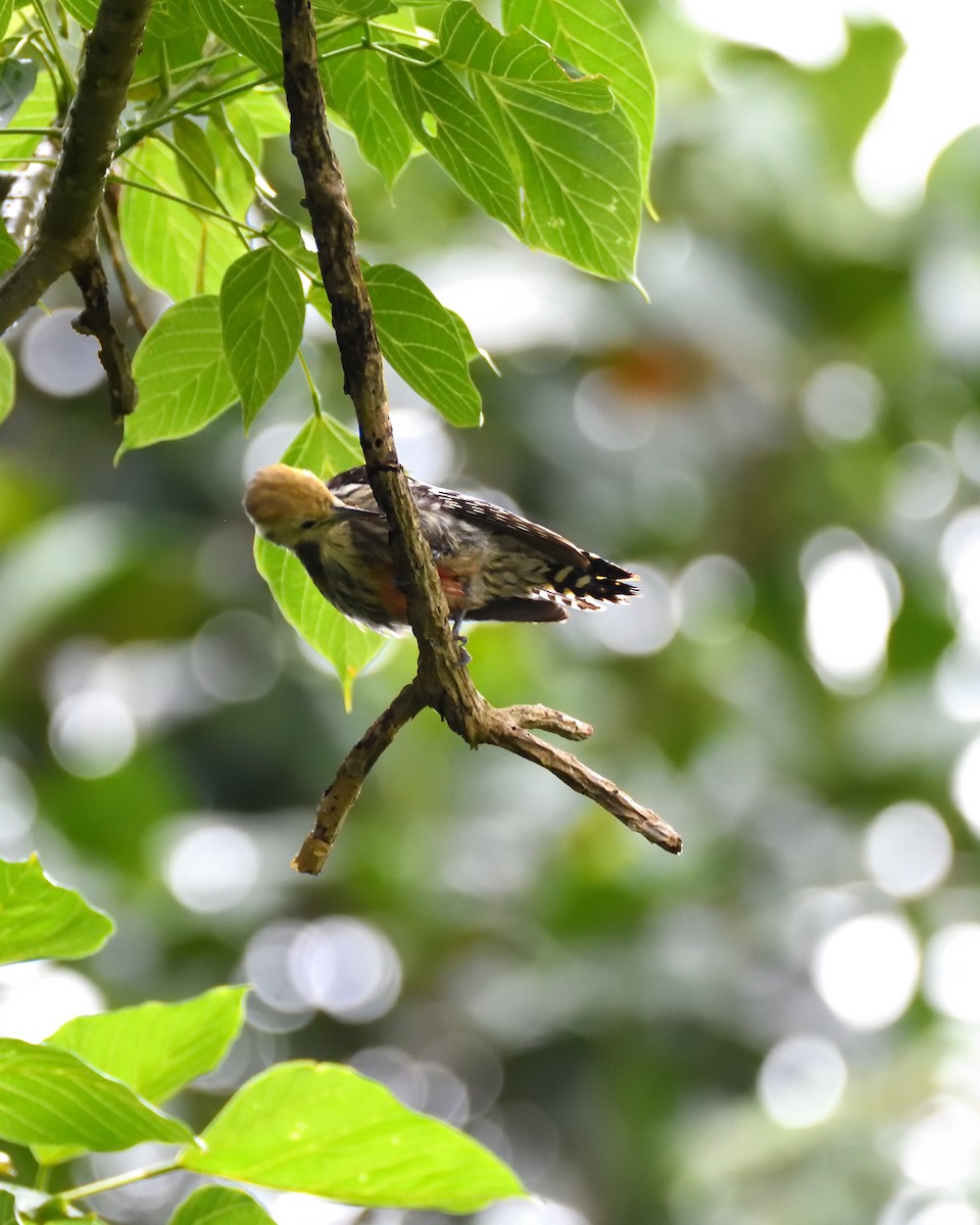 Yellow-crowned Woodpecker - ML457992511
