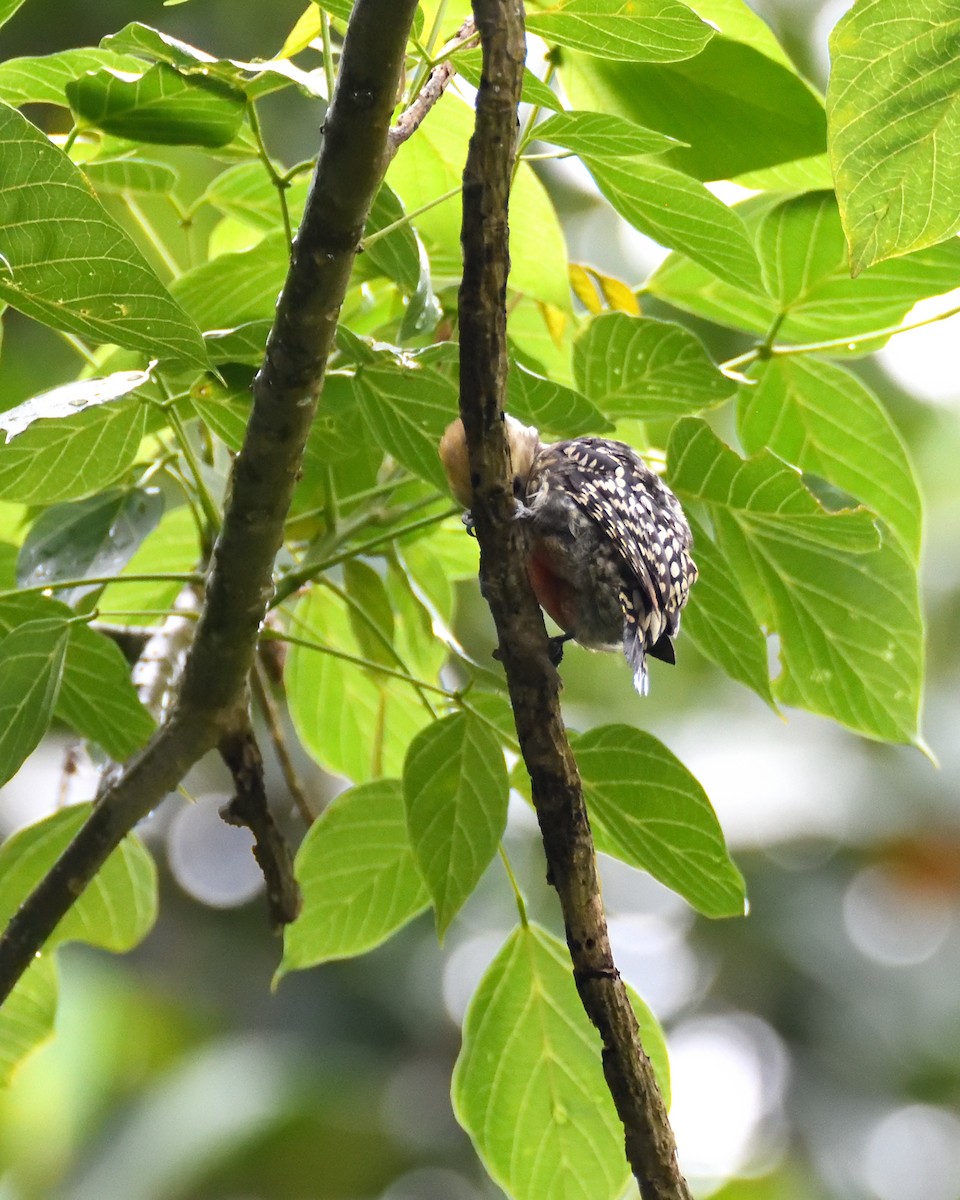 Yellow-crowned Woodpecker - ML457992531