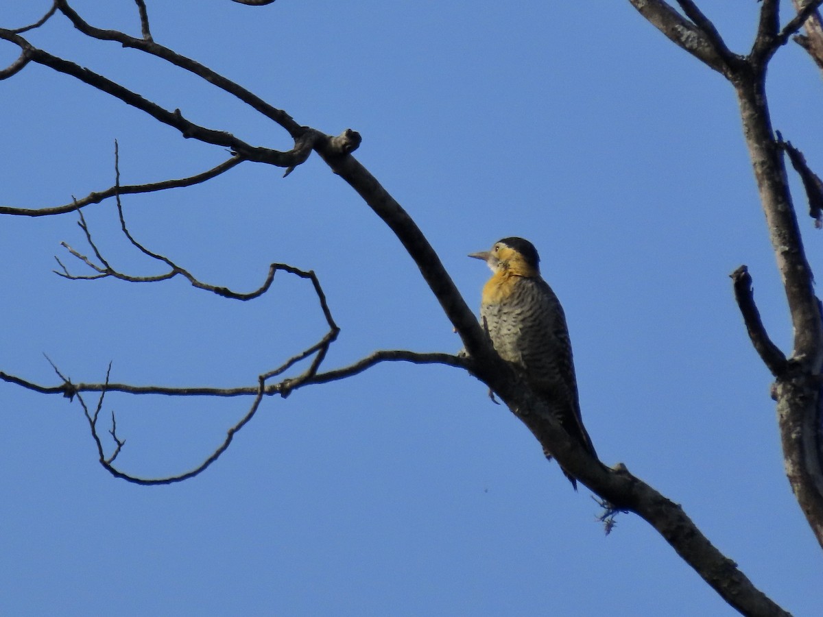 Campo Flicker (Field) - ML457992581