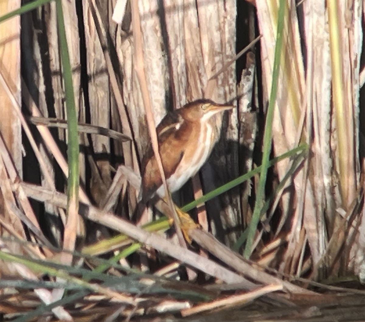 Least Bittern - ML457993661