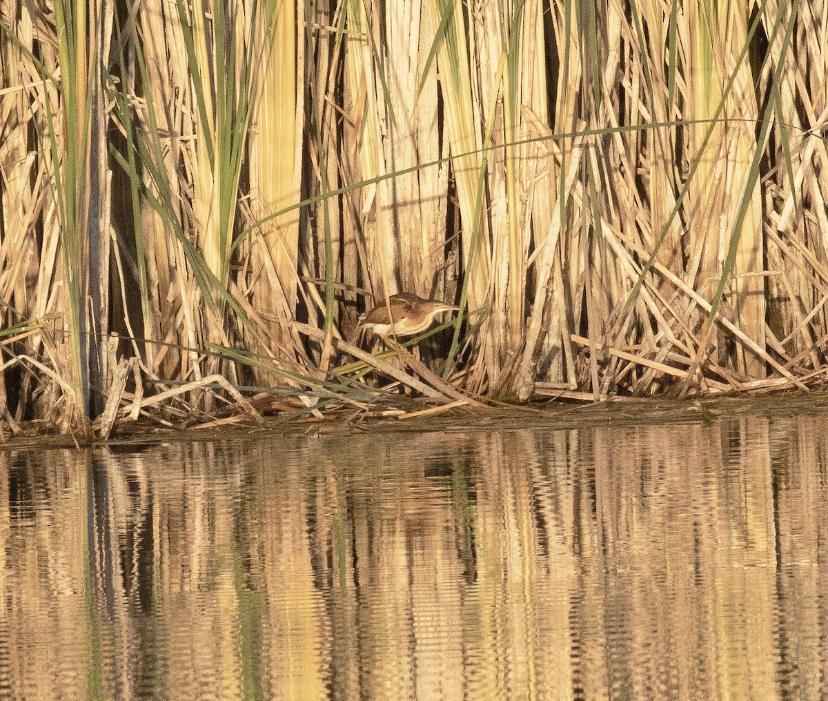 Least Bittern - ML457993671