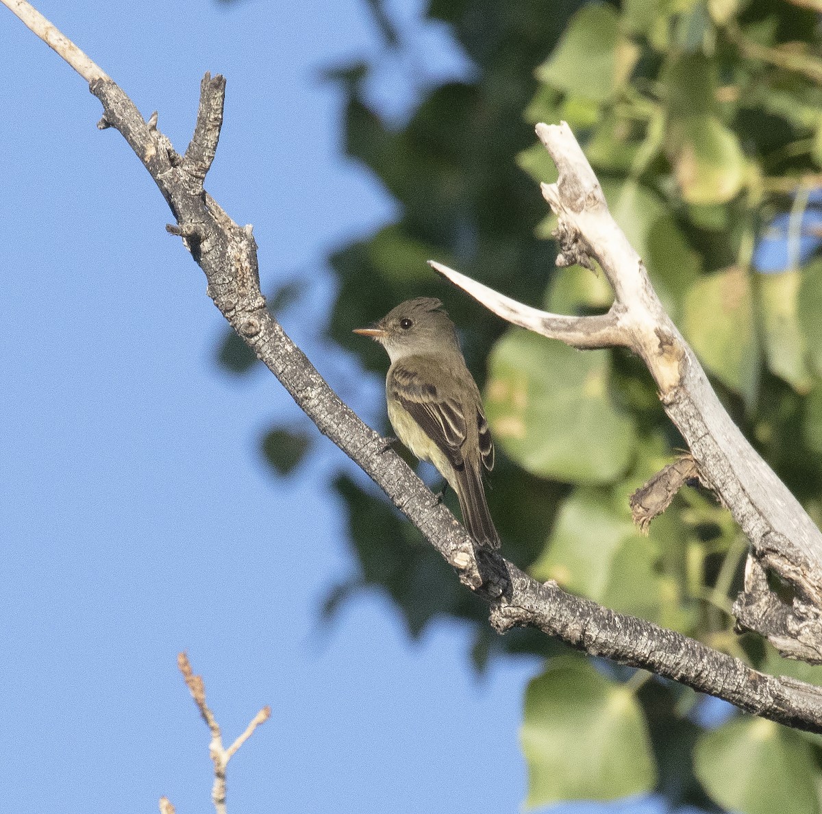 Willow Flycatcher - ML457993711