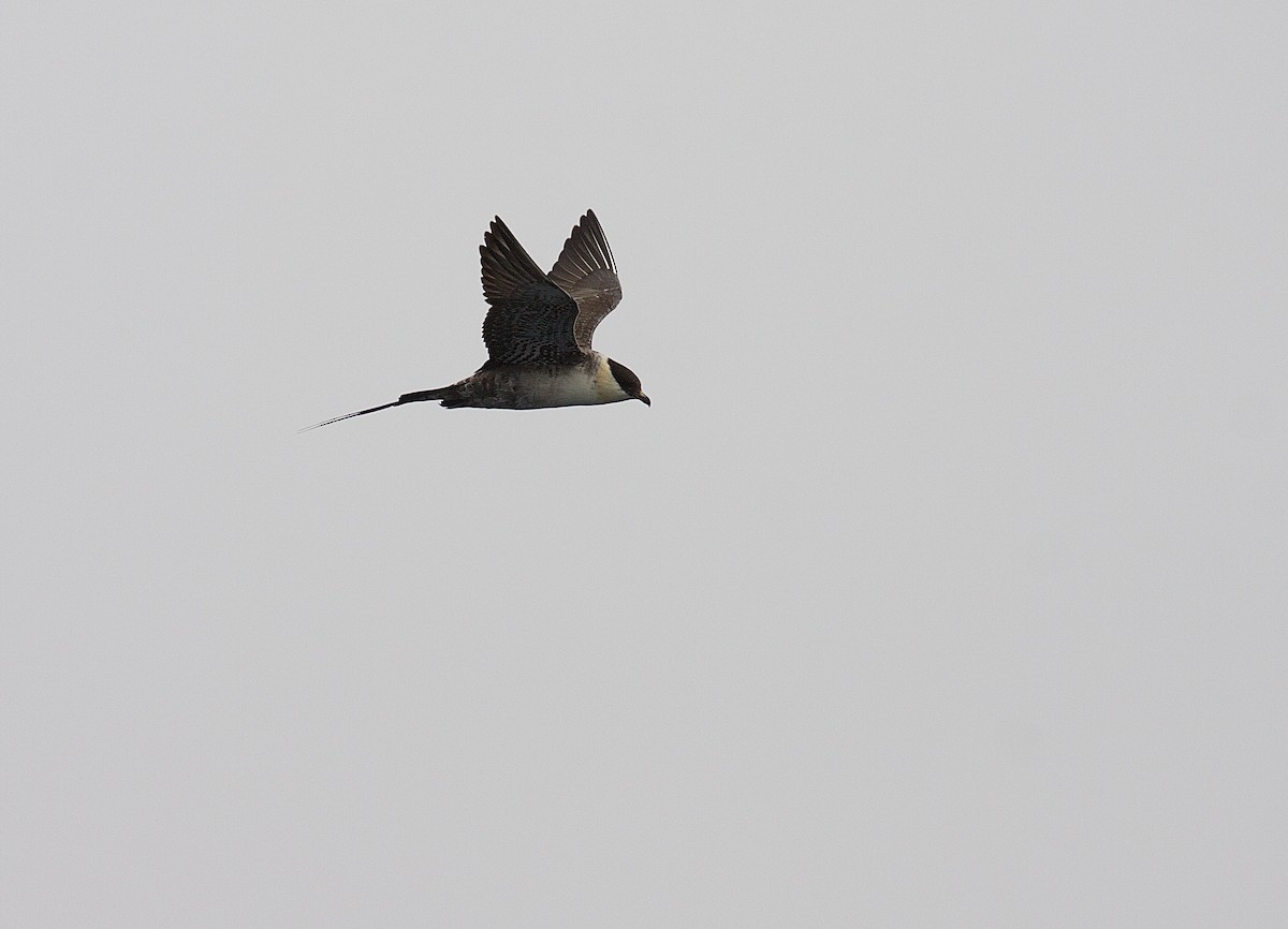 Long-tailed Jaeger - Matt Brady