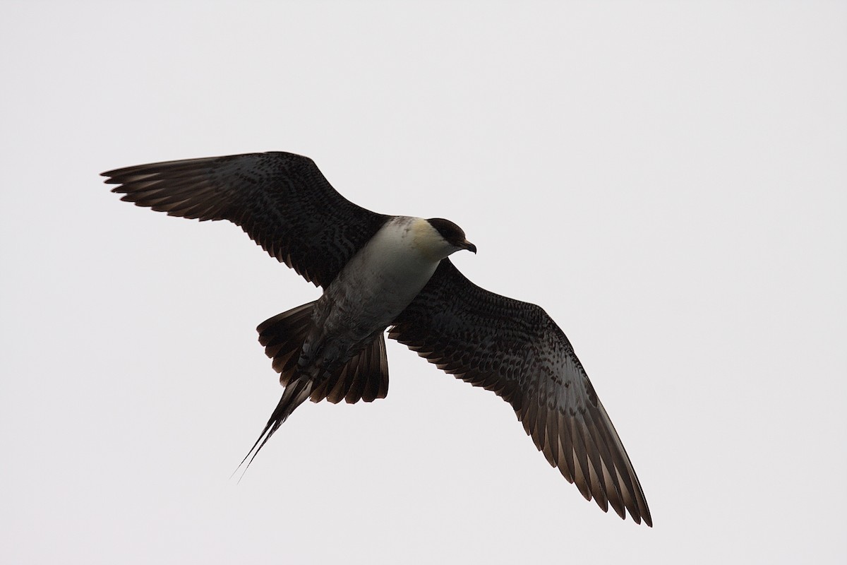 Long-tailed Jaeger - Matt Brady