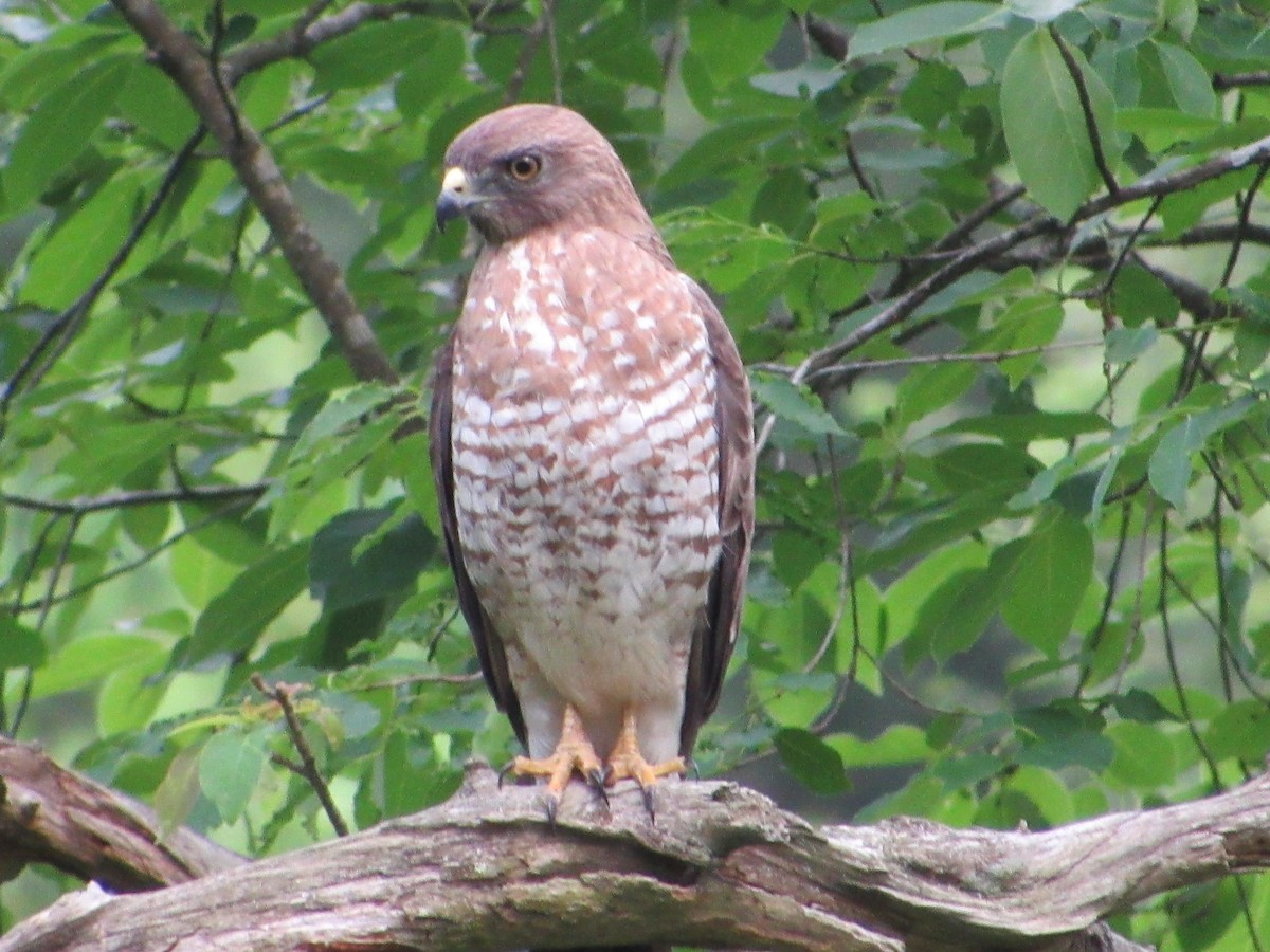 Broad-winged Hawk - ML457996331