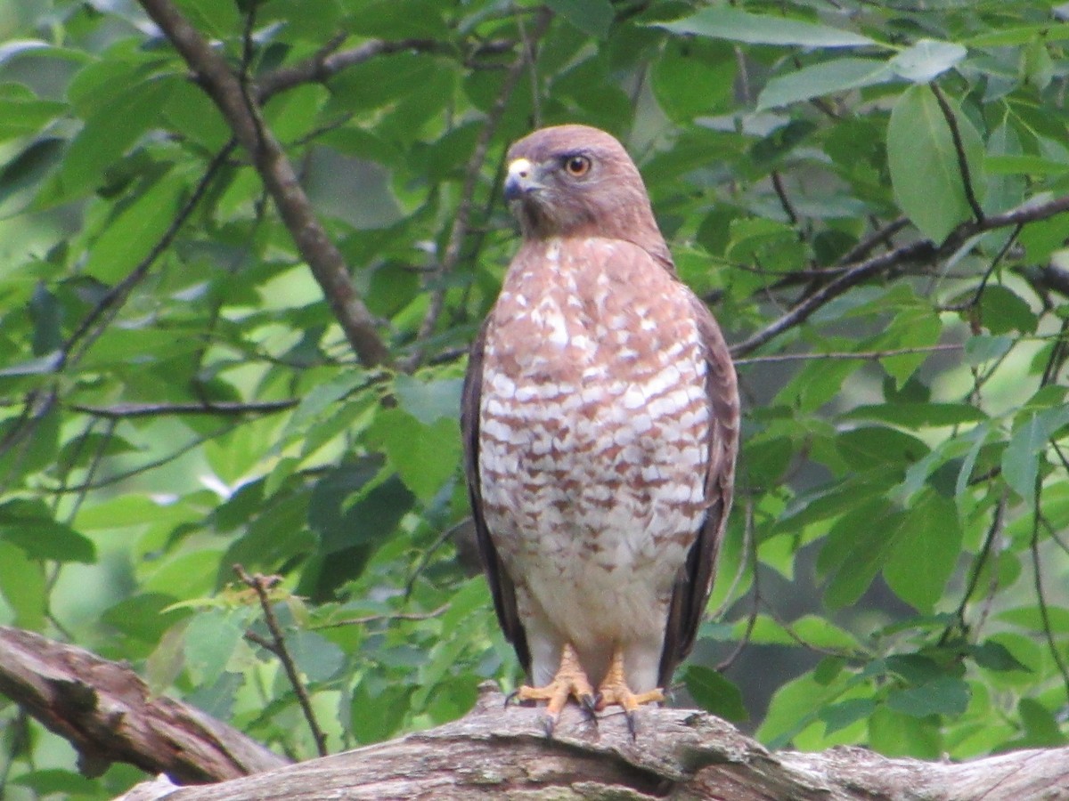 Broad-winged Hawk - ML457996401