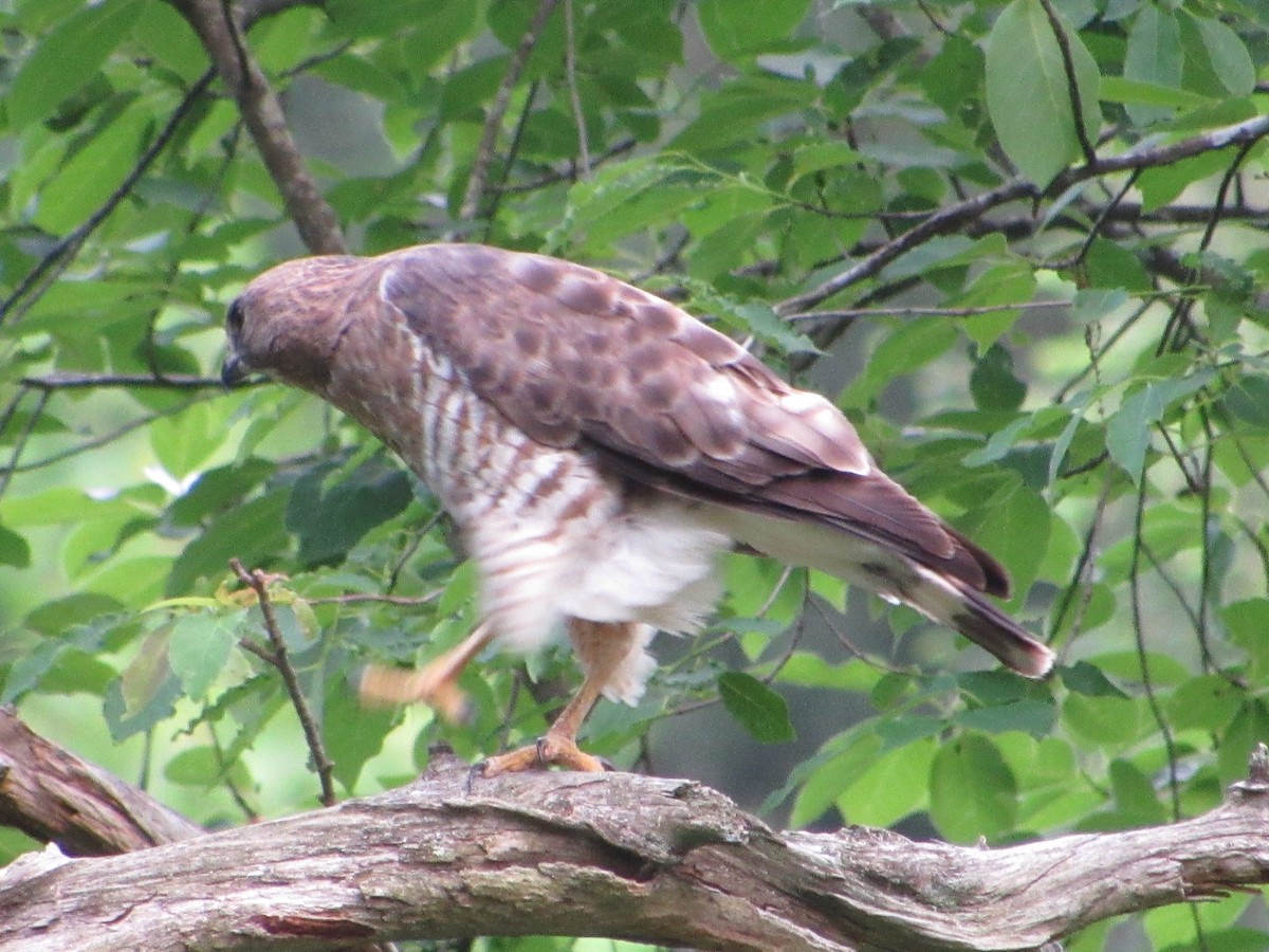 Broad-winged Hawk - ML457996491