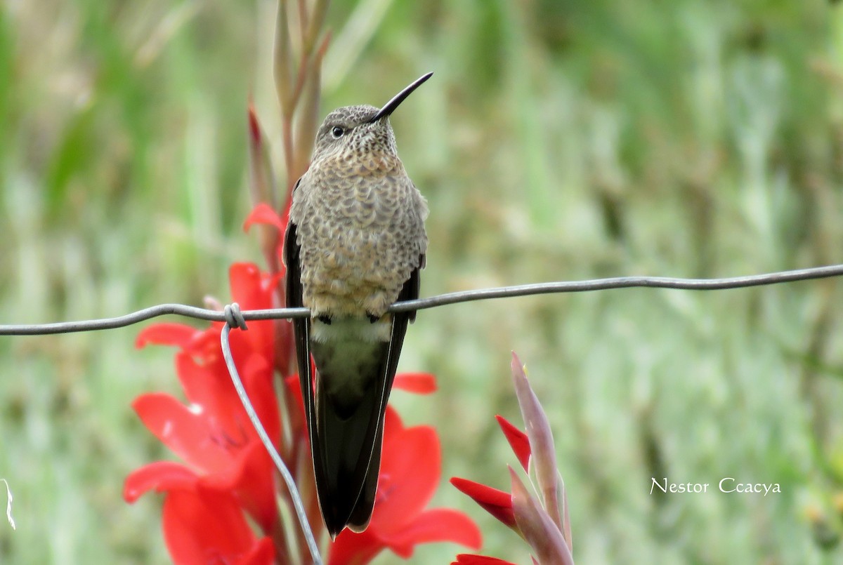 Giant Hummingbird - ML45799691