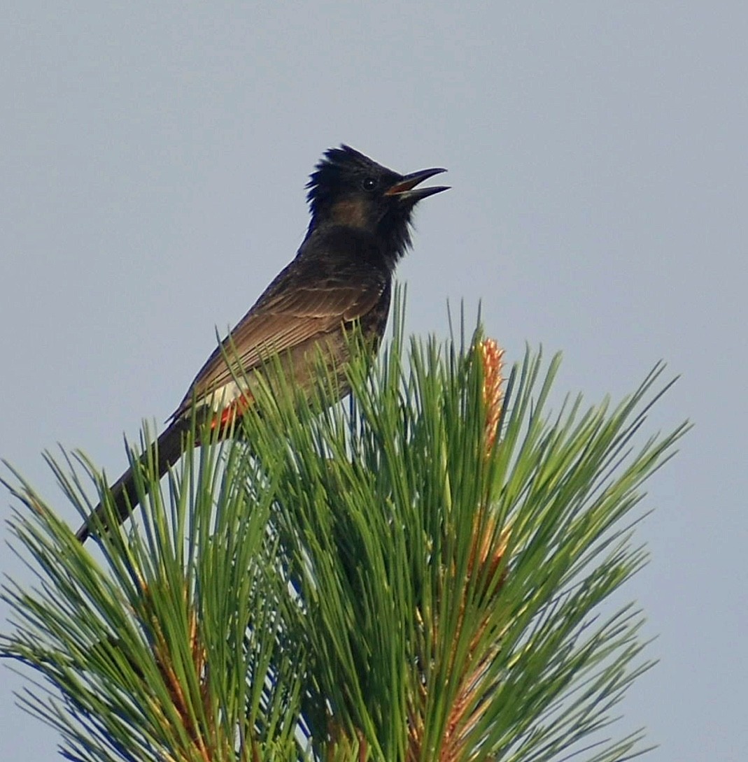 Red-vented Bulbul - ML457997481