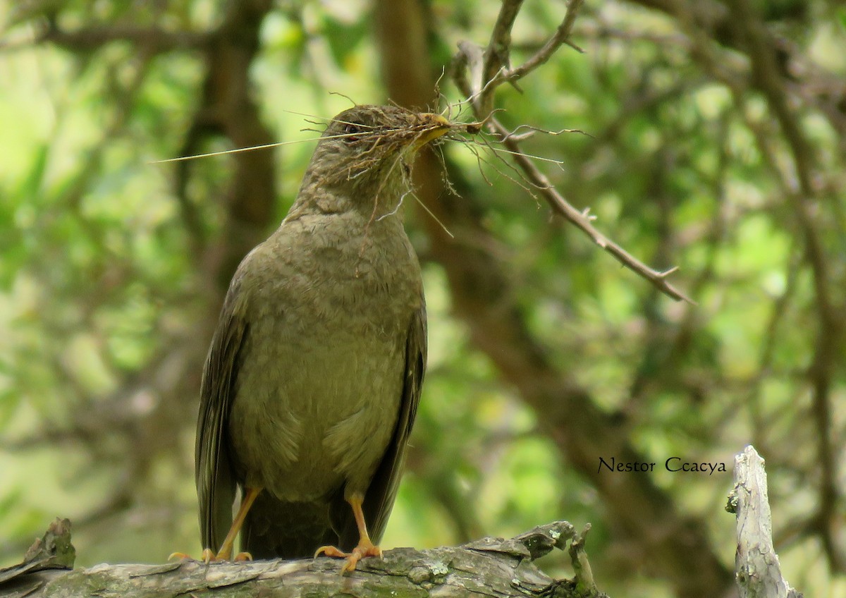 Chiguanco Thrush - ML45799771