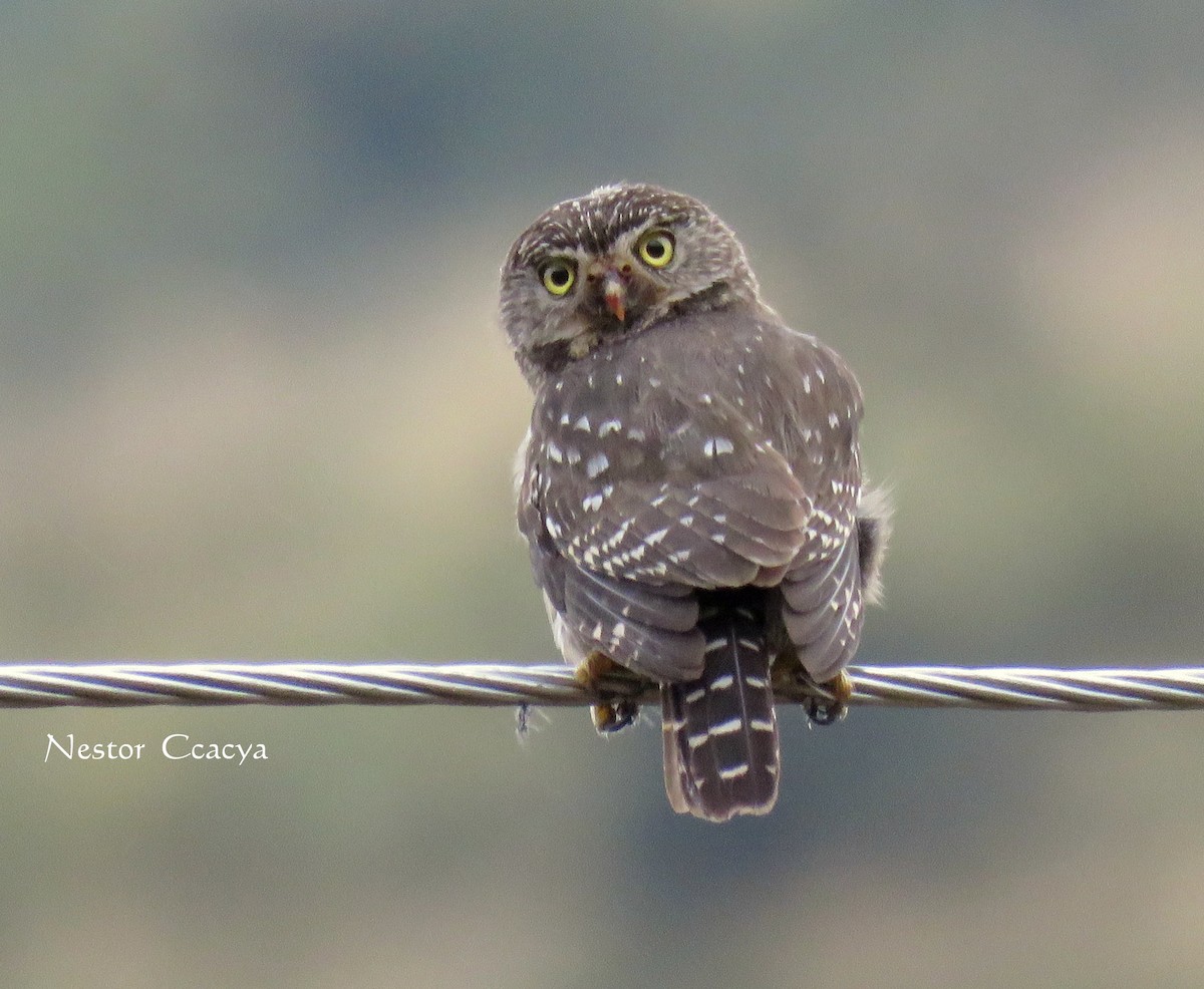 Peruvian Pygmy-Owl - ML45799791