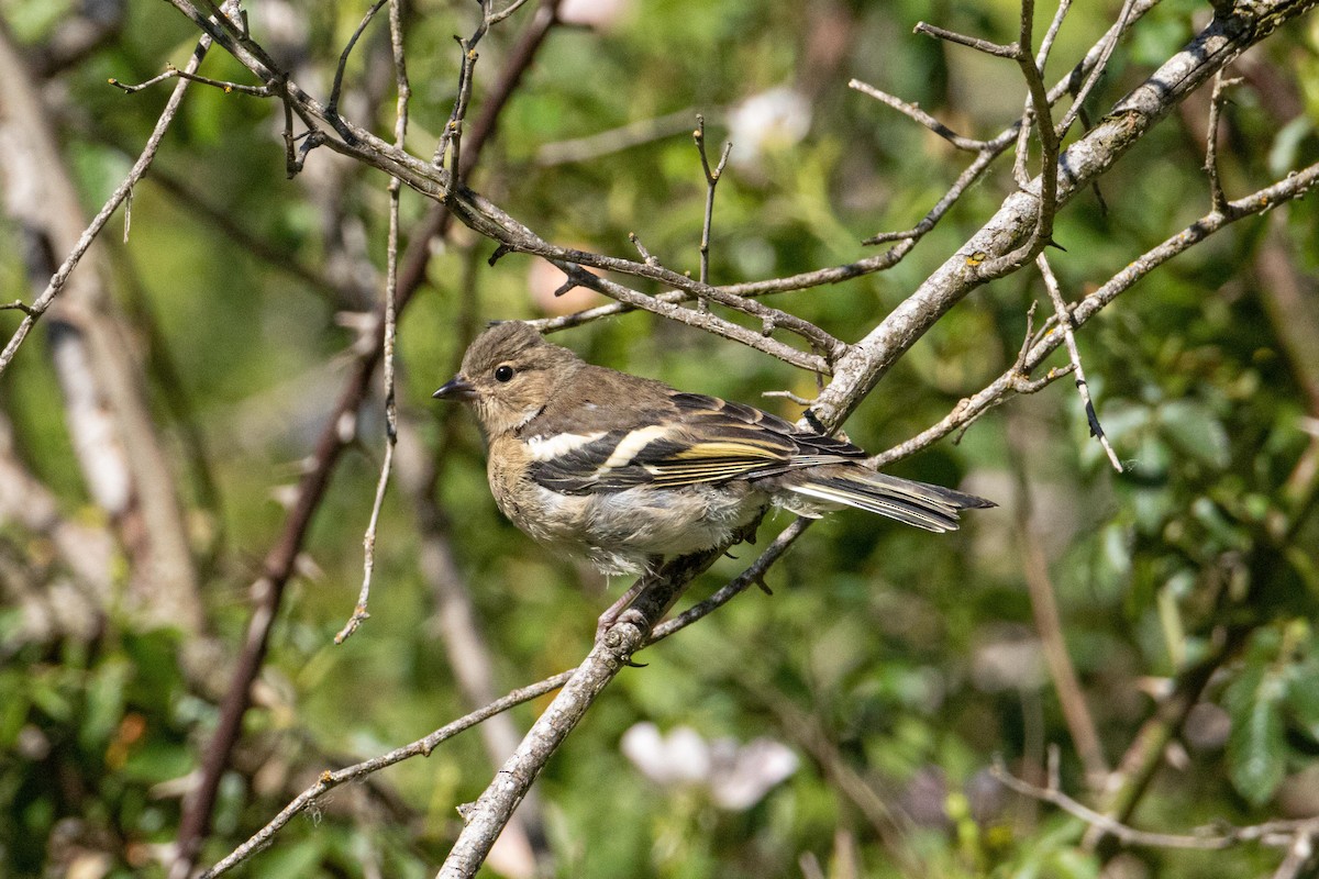 Common Chaffinch - Andrea M.