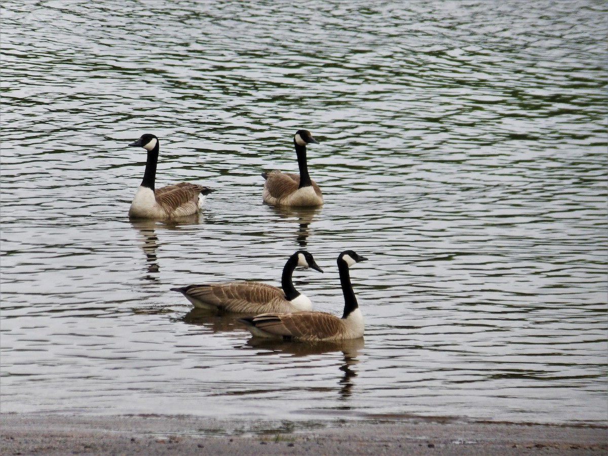 Canada Goose - ami horowitz