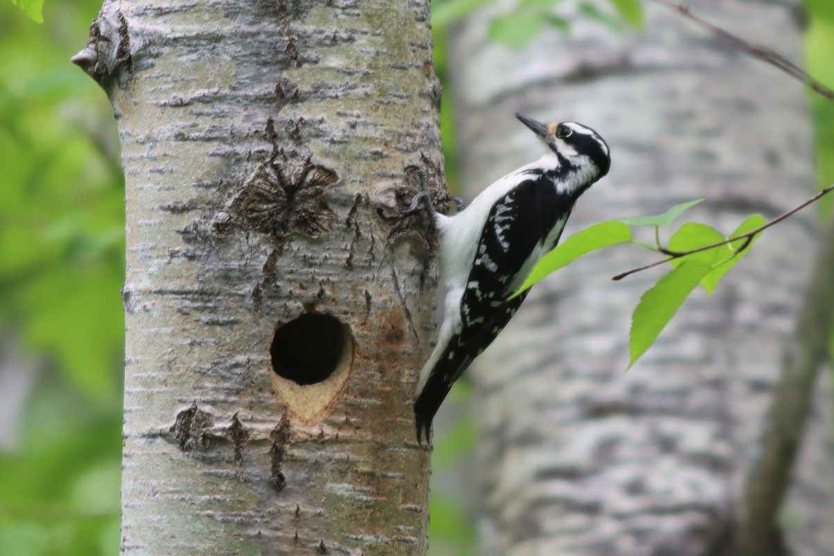 Hairy Woodpecker - ML457998201